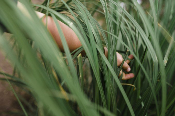 hand touching grass