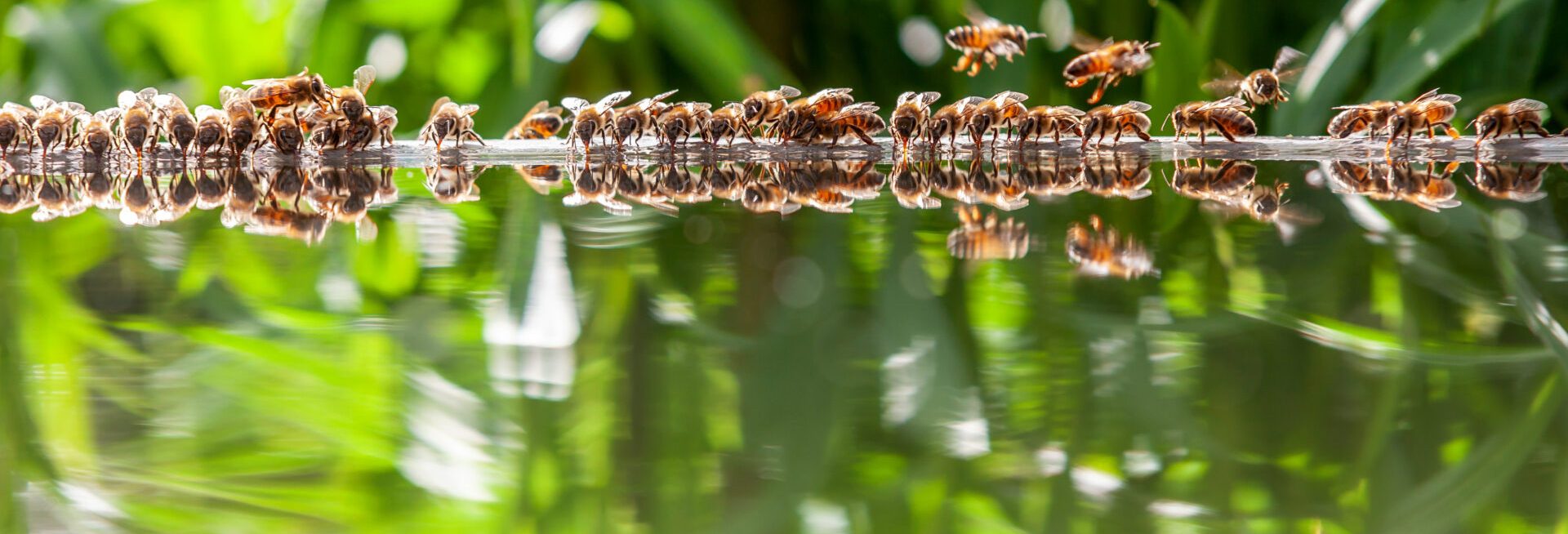 biodiversiteit bijen bij water