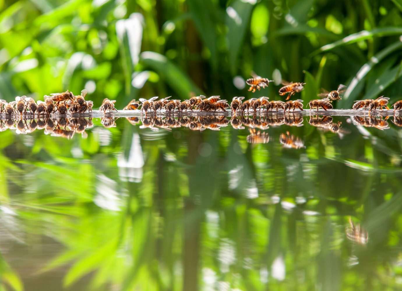 biodiversiteit bijen bij water